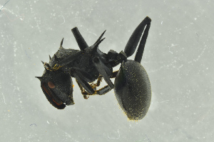  ( - BC-ZSM-HYM-29770-G12)  @13 [ ] CreativeCommons - Attribution Non-Commercial Share-Alike (2018) SNSB, Staatliche Naturwissenschaftliche Sammlungen Bayerns ZSM (SNSB, Zoologische Staatssammlung Muenchen)