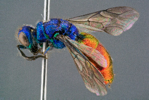  (Chrysis corusca - BC-ZSM-HYM-29771-D12)  @15 [ ] CreativeCommons - Attribution Non-Commercial Share-Alike (2018) SNSB, Staatliche Naturwissenschaftliche Sammlungen Bayerns ZSM (SNSB, Zoologische Staatssammlung Muenchen)