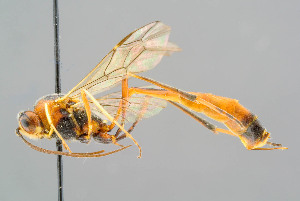  ( - BC-ZSM-HYM-29772-D04)  @11 [ ] CreativeCommons - Attribution Non-Commercial Share-Alike (2018) SNSB, Staatliche Naturwissenschaftliche Sammlungen Bayerns ZSM (SNSB, Zoologische Staatssammlung Muenchen)