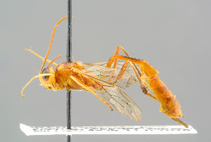  ( - BC-ZSM-HYM-29772-D05)  @11 [ ] CreativeCommons - Attribution Non-Commercial Share-Alike (2018) SNSB, Staatliche Naturwissenschaftliche Sammlungen Bayerns ZSM (SNSB, Zoologische Staatssammlung Muenchen)