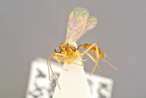  ( - BC-ZSM-HYM-29772-F03)  @11 [ ] CreativeCommons - Attribution Non-Commercial Share-Alike (2018) SNSB, Staatliche Naturwissenschaftliche Sammlungen Bayerns ZSM (SNSB, Zoologische Staatssammlung Muenchen)