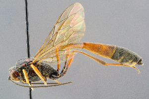  ( - BC-ZSM-HYM-29773-C07)  @15 [ ] CreativeCommons - Attribution Non-Commercial Share-Alike (2018) SNSB, Staatliche Naturwissenschaftliche Sammlungen Bayerns ZSM (SNSB, Zoologische Staatssammlung Muenchen)