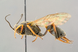  ( - BC-ZSM-HYM-29773-G04)  @11 [ ] CreativeCommons - Attribution Non-Commercial Share-Alike (2018) SNSB, Staatliche Naturwissenschaftliche Sammlungen Bayerns ZSM (SNSB, Zoologische Staatssammlung Muenchen)