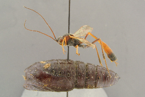  (Barylypa mesozona - BC-ZSM-HYM-29816-B02)  @11 [ ] CreativeCommons - Attribution Non-Commercial Share-Alike (2017) SNSB, Staatliche Naturwissenschaftliche Sammlungen Bayerns ZSM (SNSB, Zoologische Staatssammlung Muenchen)