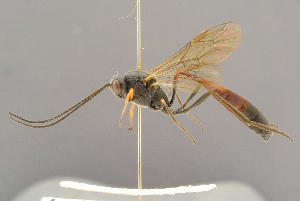  ( - BC-ZSM-HYM-29816-C07)  @14 [ ] CreativeCommons - Attribution Non-Commercial Share-Alike (2017) SNSB, Staatliche Naturwissenschaftliche Sammlungen Bayerns ZSM (SNSB, Zoologische Staatssammlung Muenchen)