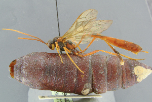  (Aphanistes klugii - BC-ZSM-HYM-29816-E02)  @15 [ ] CreativeCommons - Attribution Non-Commercial Share-Alike (2017) SNSB, Staatliche Naturwissenschaftliche Sammlungen Bayerns ZSM (SNSB, Zoologische Staatssammlung Muenchen)