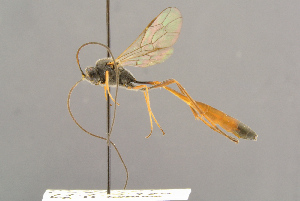  ( - BC-ZSM-HYM-29816-E11)  @11 [ ] CreativeCommons - Attribution Non-Commercial Share-Alike (2017) SNSB, Staatliche Naturwissenschaftliche Sammlungen Bayerns ZSM (SNSB, Zoologische Staatssammlung Muenchen)