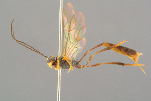  ( - BC-ZSM-HYM-29816-F07)  @11 [ ] CreativeCommons - Attribution Non-Commercial Share-Alike (2017) SNSB, Staatliche Naturwissenschaftliche Sammlungen Bayerns ZSM (SNSB, Zoologische Staatssammlung Muenchen)