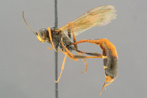  ( - BC-ZSM-HYM-29816-G12)  @11 [ ] CreativeCommons - Attribution Non-Commercial Share-Alike (2017) SNSB, Staatliche Naturwissenschaftliche Sammlungen Bayerns ZSM (SNSB, Zoologische Staatssammlung Muenchen)