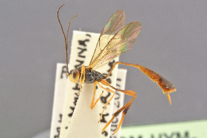  ( - BC-ZSM-HYM-29816-H04)  @11 [ ] CreativeCommons - Attribution Non-Commercial Share-Alike (2017) SNSB, Staatliche Naturwissenschaftliche Sammlungen Bayerns ZSM (SNSB, Zoologische Staatssammlung Muenchen)