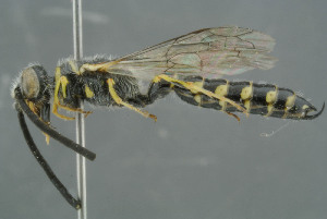  ( - BC-ZSM-HYM-30229-E07)  @11 [ ] CreativeCommons - Attribution Non-Commercial Share-Alike (2019) SNSB, Staatliche Naturwissenschaftliche Sammlungen Bayerns ZSM (SNSB, Zoologische Staatssammlung Muenchen)