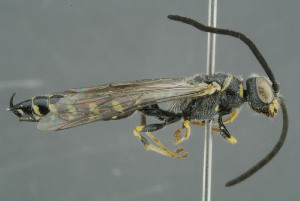  ( - BC-ZSM-HYM-30229-E08)  @11 [ ] CreativeCommons - Attribution Non-Commercial Share-Alike (2019) SNSB, Staatliche Naturwissenschaftliche Sammlungen Bayerns ZSM (SNSB, Zoologische Staatssammlung Muenchen)