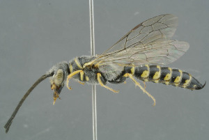  ( - BC-ZSM-HYM-30229-E09)  @11 [ ] CreativeCommons - Attribution Non-Commercial Share-Alike (2019) SNSB, Staatliche Naturwissenschaftliche Sammlungen Bayerns ZSM (SNSB, Zoologische Staatssammlung Muenchen)