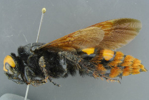  ( - BC-ZSM-HYM-30229-H02)  @11 [ ] CreativeCommons - Attribution Non-Commercial Share-Alike (2019) SNSB, Staatliche Naturwissenschaftliche Sammlungen Bayerns ZSM (SNSB, Zoologische Staatssammlung Muenchen)