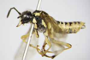  ( - BC ZSM HYM 16715)  @13 [ ] CreativeCommons - Attribution Non-Commercial Share-Alike (2015) SNSB, Zoologische Staatssammlung Muenchen SNSB, Zoologische Staatssammlung Muenchen