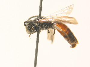  (Sphecodes reticulatus - BC ZSM HYM 17957)  @14 [ ] CreativeCommons - Attribution Non-Commercial Share-Alike (2015) SNSB, Zoologische Staatssammlung Muenchen SNSB, Zoologische Staatssammlung Muenchen