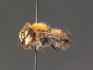  (Megachile nigriventris - BC ZSM HYM 18281)  @15 [ ] CreativeCommons - Attribution Non-Commercial Share-Alike (2015) SNSB, Zoologische Staatssammlung Muenchen SNSB, Zoologische Staatssammlung Muenchen