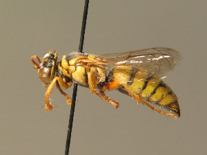  (Bembecinus gracilicornis - BC ZSM HYM 19273)  @15 [ ] CreativeCommons - Attribution Non-Commercial Share-Alike (2015) SNSB, Zoologische Staatssammlung Muenchen SNSB, Zoologische Staatssammlung Muenchen