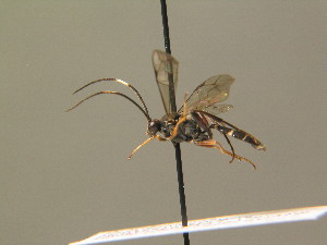  ( - BC ZSM HYM 19700)  @11 [ ] CreativeCommons - Attribution Non-Commercial Share-Alike (2015) SNSB, Zoologische Staatssammlung Muenchen SNSB, Zoologische Staatssammlung Muenchen