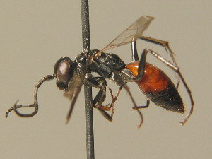  ( - BC ZSM HYM 19904)  @11 [ ] CreativeCommons - Attribution Non-Commercial Share-Alike (2015) SNSB, Zoologische Staatssammlung Muenchen SNSB, Zoologische Staatssammlung Muenchen