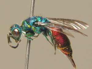  (Chrysis angustula - BC ZSM HYM 19914)  @15 [ ] CreativeCommons - Attribution Non-Commercial Share-Alike (2015) SNSB, Zoologische Staatssammlung Muenchen SNSB, Zoologische Staatssammlung Muenchen