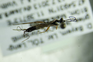  ( - BC ZSM HYM 21845)  @12 [ ] CreativeCommons - Attribution Non-Commercial Share-Alike (2015) SNSB, Zoologische Staatssammlung Muenchen SNSB, Zoologische Staatssammlung Muenchen