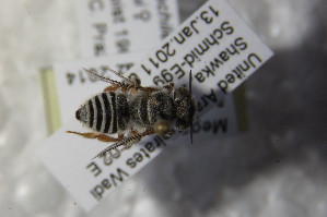  (Megachile soikai - BC ZSM HYM 22622)  @12 [ ] CreativeCommons - Attribution Non-Commercial Share-Alike (2015) SNSB, Zoologische Staatssammlung Muenchen SNSB, Zoologische Staatssammlung Muenchen