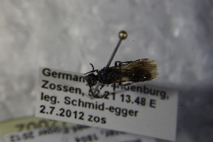  ( - BC ZSM HYM 22662)  @12 [ ] CreativeCommons - Attribution Non-Commercial Share-Alike (2015) SNSB, Zoologische Staatssammlung Muenchen SNSB, Zoologische Staatssammlung Muenchen