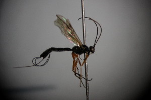  ( - BC ZSM HYM 23015)  @12 [ ] CreativeCommons - Attribution Non-Commercial Share-Alike (2015) SNSB, Zoologische Staatssammlung Muenchen SNSB, Zoologische Staatssammlung Muenchen