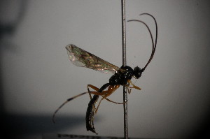  ( - BC ZSM HYM 23016)  @12 [ ] CreativeCommons - Attribution Non-Commercial Share-Alike (2015) SNSB, Zoologische Staatssammlung Muenchen SNSB, Zoologische Staatssammlung Muenchen