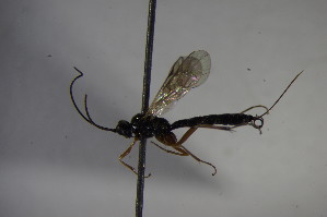  ( - BC ZSM HYM 23916)  @12 [ ] CreativeCommons - Attribution Non-Commercial Share-Alike (2015) SNSB, Zoologische Staatssammlung Muenchen SNSB, Zoologische Staatssammlung Muenchen