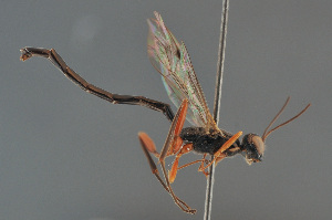  ( - BC ZSM HYM 24104)  @13 [ ] CreativeCommons - Attribution Non-Commercial Share-Alike (2014) Stefan Schmidt SNSB, Zoologische Staatssammlung Muenchen