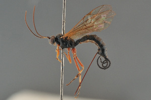  (Gregopimpla inquisitor - BC ZSM HYM 24110)  @13 [ ] CreativeCommons - Attribution Non-Commercial Share-Alike (2014) Stefan Schmidt SNSB, Zoologische Staatssammlung Muenchen