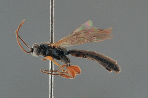  (Exochus consimilis - BC ZSM HYM 24130)  @14 [ ] CreativeCommons - Attribution Non-Commercial Share-Alike (2014) Stefan Schmidt SNSB, Zoologische Staatssammlung Muenchen