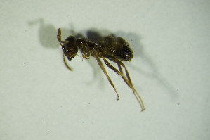  (Lasius plathythorax - GBOL06326)  @12 [ ] CreativeCommons - Attribution Non-Commercial Share-Alike (2015) SNSB, Zoologische Staatssammlung Muenchen SNSB, Zoologische Staatssammlung Muenchen