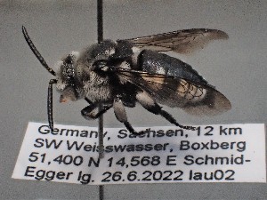  ( - ZSM-HYM-29810-C08)  @11 [ ] by-nc-sa (2021) SNSB, Staatliche Naturwissenschaftliche Sammlungen Bayerns ZSM (SNSB, Zoologische Staatssammlung Muenchen)