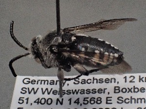  (Thyreus truncatus - ZSM-HYM-29810-C09)  @11 [ ] by-nc-sa (2021) SNSB, Staatliche Naturwissenschaftliche Sammlungen Bayerns ZSM (SNSB, Zoologische Staatssammlung Muenchen)