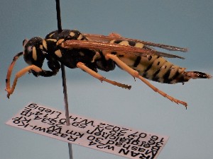  ( - ZSM-HYM-29810-E09)  @11 [ ] by-nc-sa (2021) SNSB, Staatliche Naturwissenschaftliche Sammlungen Bayerns ZSM (SNSB, Zoologische Staatssammlung Muenchen)