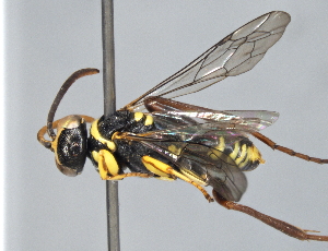  ( - ZSM-HYM-29810-H08)  @11 [ ] by-nc-sa (2021) SNSB, Staatliche Naturwissenschaftliche Sammlungen Bayerns ZSM (SNSB, Zoologische Staatssammlung Muenchen)