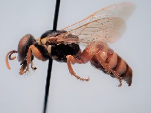  ( - ZSM-HYM-29811-B11)  @11 [ ] by-nc-sa (2023) SNSB, Staatliche Naturwissenschaftliche Sammlungen Bayerns ZSM (SNSB, Zoologische Staatssammlung Muenchen)
