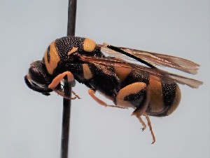  ( - ZSM-HYM-29811-C12)  @11 [ ] by-nc-sa (2023) SNSB, Staatliche Naturwissenschaftliche Sammlungen Bayerns ZSM (SNSB, Zoologische Staatssammlung Muenchen)