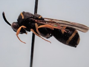  ( - ZSM-HYM-29811-D01)  @11 [ ] by-nc-sa (2023) SNSB, Staatliche Naturwissenschaftliche Sammlungen Bayerns ZSM (SNSB, Zoologische Staatssammlung Muenchen)
