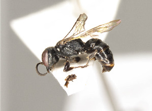  ( - ZSM-HYM-30189-A10)  @11 [ ] by-nc-sa (2021) SNSB, Staatliche Naturwissenschaftliche Sammlungen Bayerns ZSM (SNSB, Zoologische Staatssammlung Muenchen)