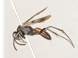  ( - ZSM-HYM-30189-D06)  @11 [ ] by-nc-sa (2021) SNSB, Staatliche Naturwissenschaftliche Sammlungen Bayerns ZSM (SNSB, Zoologische Staatssammlung Muenchen)