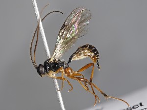  ( - ZSM-HYM-33397-F08)  @11 [ ] by-nc-sa (2021) SNSB, Staatliche Naturwissenschaftliche Sammlungen Bayerns ZSM (SNSB, Zoologische Staatssammlung Muenchen)