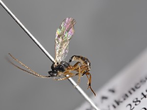  ( - ZSM-HYM-33397-F10)  @11 [ ] by-nc-sa (2021) SNSB, Staatliche Naturwissenschaftliche Sammlungen Bayerns ZSM (SNSB, Zoologische Staatssammlung Muenchen)