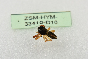  (Foliabitus - ZSM-HYM-33410-D10)  @11 [ ] by-nc-sa (2023) SNSB, Staatliche Naturwissenschaftliche Sammlungen Bayerns ZSM (SNSB, Zoologische Staatssammlung Muenchen)
