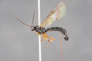  ( - ZSM-HYM-33412-B05)  @11 [ ] by-nc-sa (2023) SNSB, Staatliche Naturwissenschaftliche Sammlungen Bayerns ZSM (SNSB, Zoologische Staatssammlung Muenchen)
