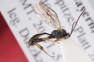  ( - ZSM-HYM-33412-H03)  @11 [ ] by-nc-sa (2023) SNSB, Staatliche Naturwissenschaftliche Sammlungen Bayerns ZSM (SNSB, Zoologische Staatssammlung Muenchen)