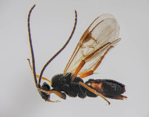  ( - ZSM-HYM-33420-E06)  @11 [ ] by-nc-sa (2021) SNSB, Staatliche Naturwissenschaftliche Sammlungen Bayerns ZSM (SNSB, Zoologische Staatssammlung Muenchen)